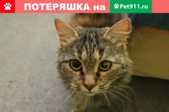 Найдена кошка в Пскове с мутным пятном на глазу!