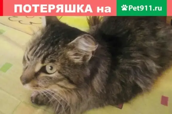 Найден котик с улицы Советской 21, Верх Тула