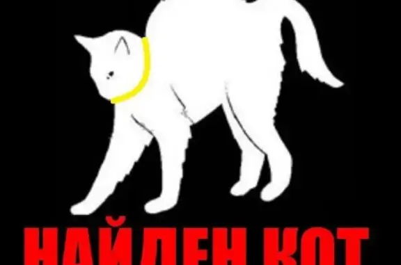 Найден белый кот! Дом 5, Динамовский, Саратов