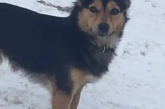 Найдена собака Варя в Кемерово