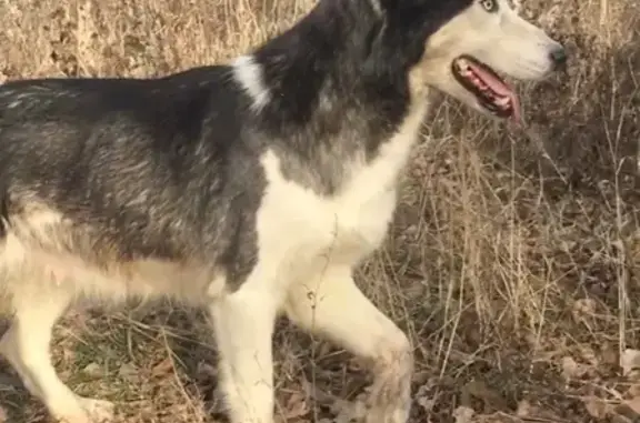 Найдена потерянная собака в Чертаново-Южном, Москва