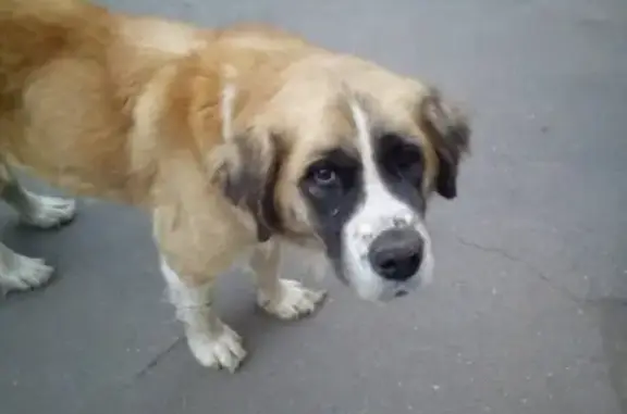 Собака найдена в Энгельсе, Саратовская область, Россия