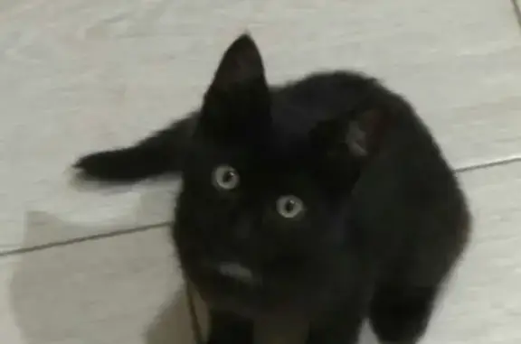 Пропала кошка в Чистополе, черный окрас с белым 