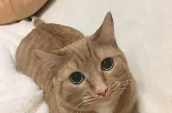 Потерянные животные Курган, фото: Пропала рыжая кошка в Рябково, звоните Рома