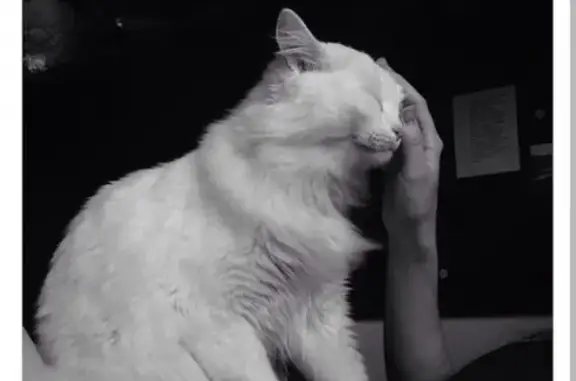 Кошки потеряшки, Тольятти, фото: Потеряшка кошка в Тольятти, Зеленая даль, ошейник, кастрированный.