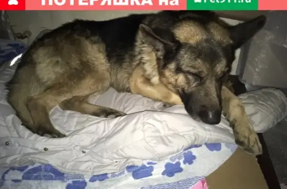 Пропала собака в районе Сновиц, ищем хозяина!