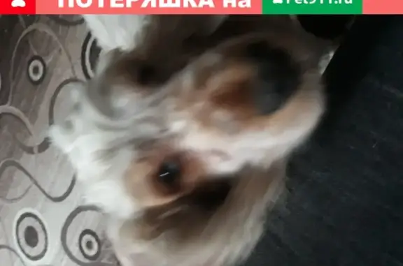 Пропала собака в Тимирязево, Челябинская область