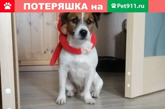 Пропала собака в Краснообске!
