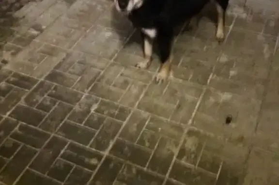 Найдена собака в Стрижах, ищем хозяина