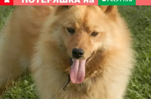 Пропала собака в центре п.Плесецк, вознаграждение гарантирую!