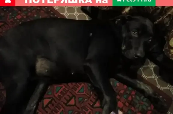 Потеряшка собака в Ишимбае, ищем хозяина