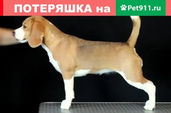 Пропала собака Бигль на Бульварной в Рыбинске