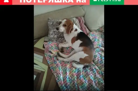 Пропала собака в Вышманово, Владимирская область