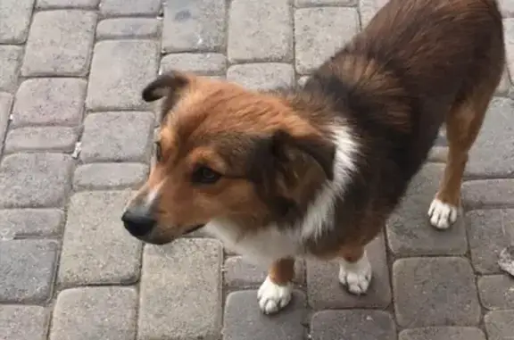 Собака на пр. Ленина, Новороссийск