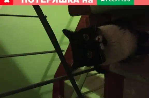 Кошка в под’езде на ул. Ф. Энгельса, Калуга