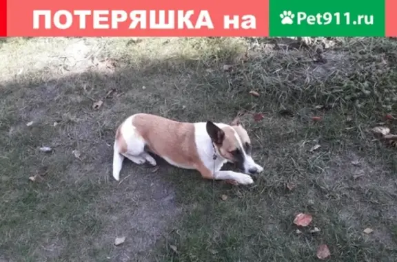 Пропала собака Люся в Брянске