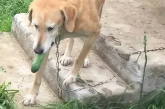 Пропала собака Гайка, Республика Карелия, Кондопога.