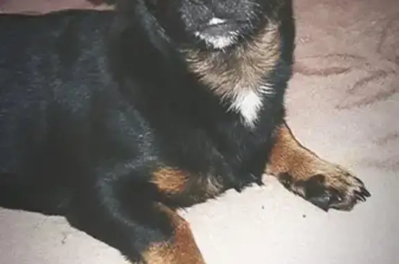 Пропала собака Рэй в Качканаре