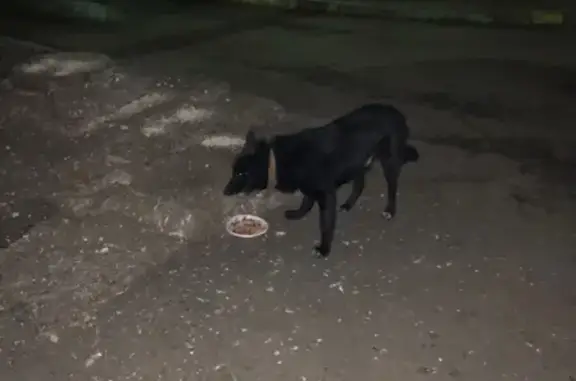 Найдена собака на пр. Ленина, Электросталь, дома 38-42