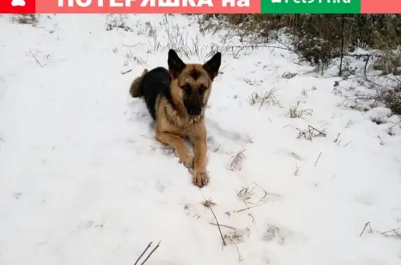 Найдена собака в Кстово