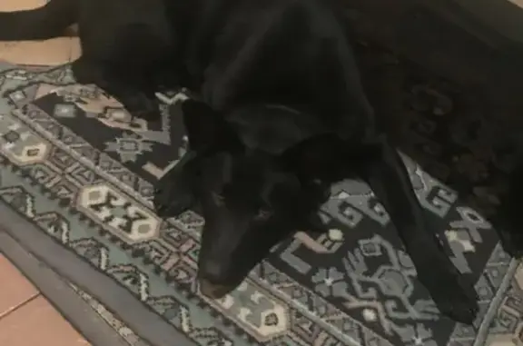 Пропали две черные собаки в Сургуте