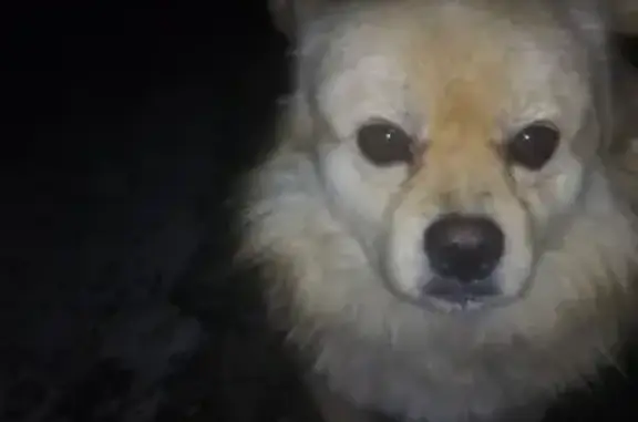 Найден добрый пёс на улице Шевченко, 74