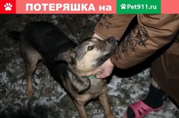 Найдена собака в Зеленоградском районе