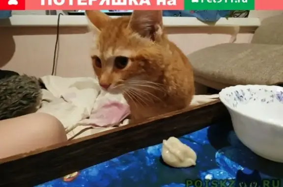 Пропала кошка Карамель в Лобне, Московская область