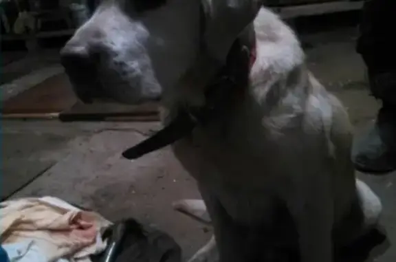 Найдена собака в Грязах, с двумя ошейниками