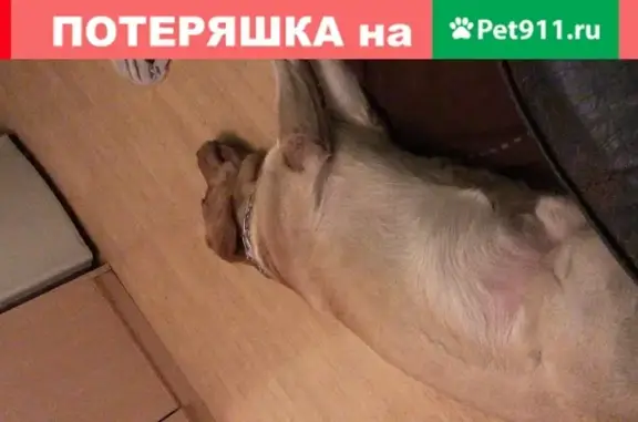 Найдена собака на ул. Чистова, Москва