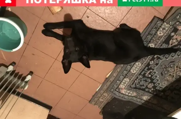 Пропала собака в Сургуте на ул. Мелик-Карамова