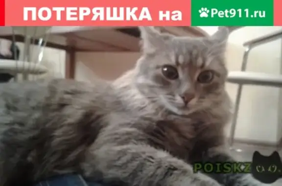 Найдена кошка на Есенинской аллее, Воронеж