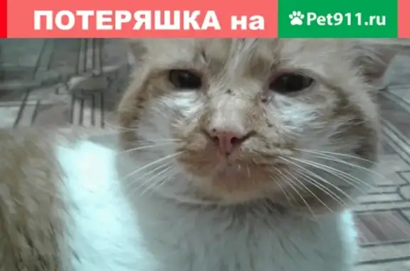Кошки потеряшки, Красный Завод, фото: Потеряшка кошка без передних клыков в Брянской области