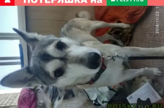 Найдена собака возле экономыча в Хабаровске