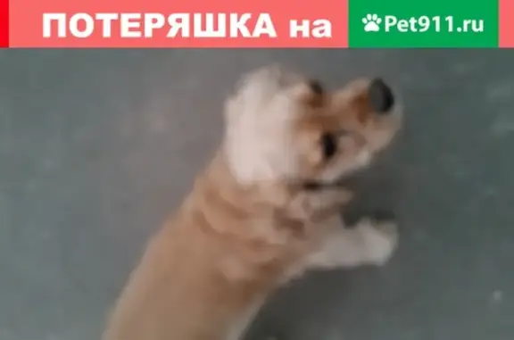 Ухоженный пёс с ошейником на Новокосинской улице