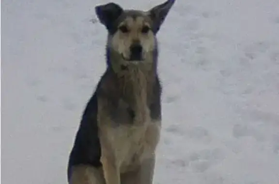 Серая собака без ошейника на Алой улице в Екатеринбурге