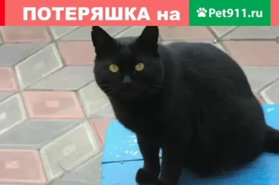 Пропала кошка Кекс на ул. Куйбышева, д. 21, Балахна, Нижегородская область
