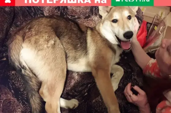 Пропал пёс Джек в Устюжне, Вологодская область