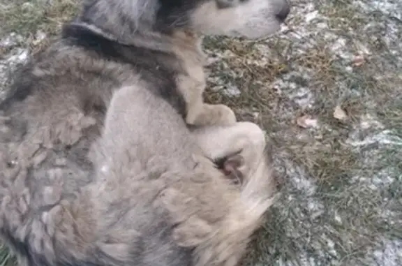 Найдена собака в Ульяновске