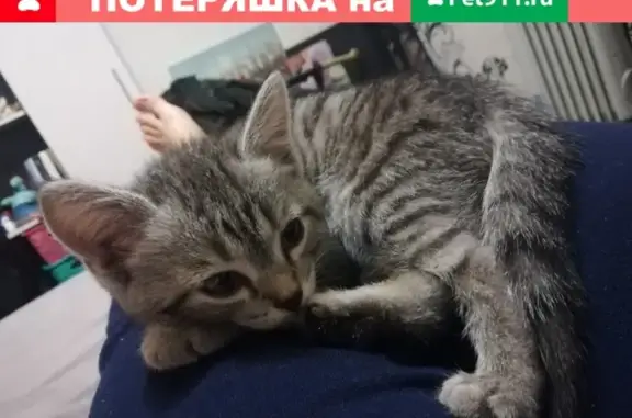 Пропала кошка на Профсоюзной, Кемерово
