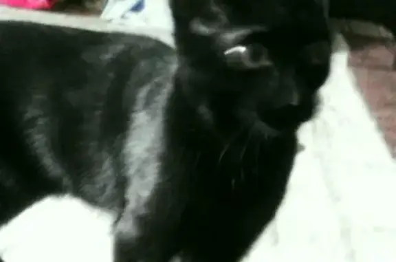 Пропала кошка в Нижнем Тагиле