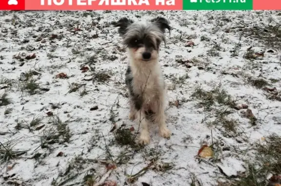 Найдена собака в Раменском на улице Михалевича