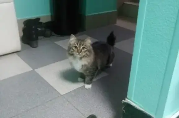 Найден котенок (ул. Вильгельма де Геннина, Екатеринбург)