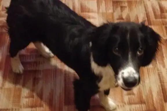 Найден щенок в Петрозаводске, ищем хозяев