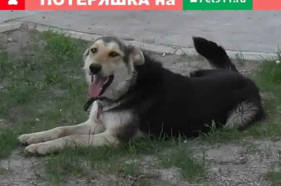 Собаки потеряшки, Ульяновск, фото: Потеряшка собака в Ульяновске!