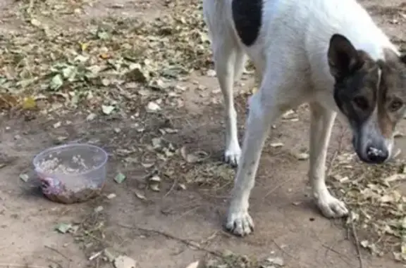 Найдена собака в Волгограде, Красноармейский район