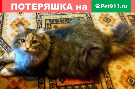 Пропала кошка в КИЗК Коттедж, деревня Кисёлево, Москва