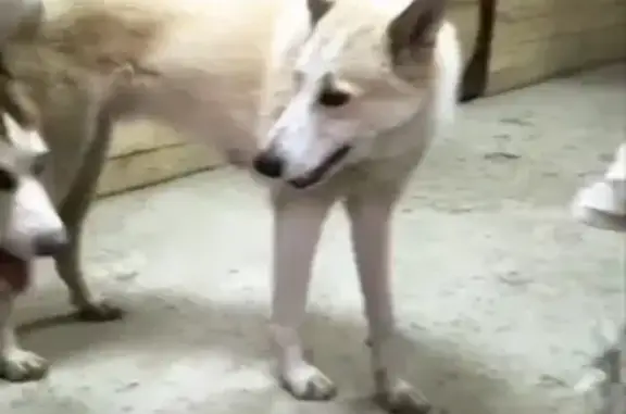 Пропала собака в Ноябрьске: лайка Сарбазар, белая с кремовым, 1 год. Розыск!