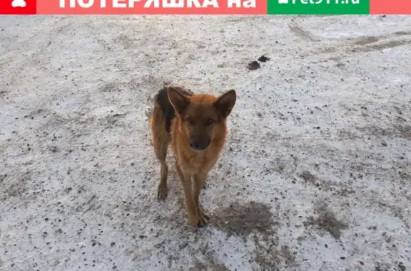 Найдена собака в Берёзовке без ошейника