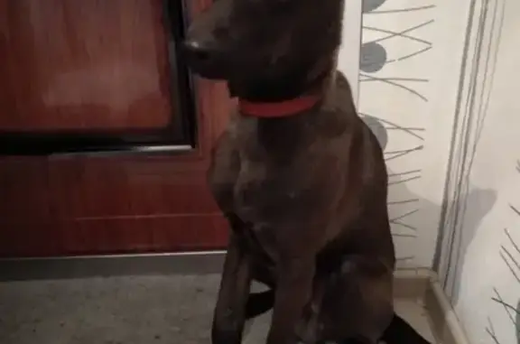 Найдена собака в Барнауле, ищем хозяина